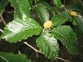 American Beech / Fagus grandifolia